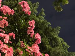 -盘龙城国家考古遗址公园