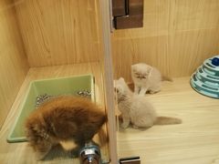 -屋虎猫馆(宝安大仟里店)