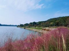 -羊山湖公园