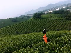 -帐篷客·溪龙茶谷度假酒店