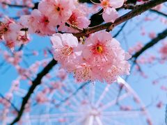 -顾村公园