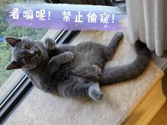 -lincat·猫舍(广州店)