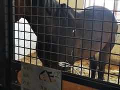 -北京群众马术培训基地