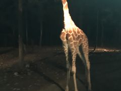 -清迈夜间动物园