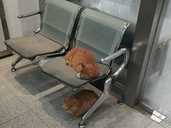 -四月宠物医院·猫专科·心脏专科·内科(转塘店)