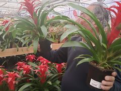 -荷兰花海