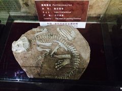 -中国西峡恐龙遗迹园