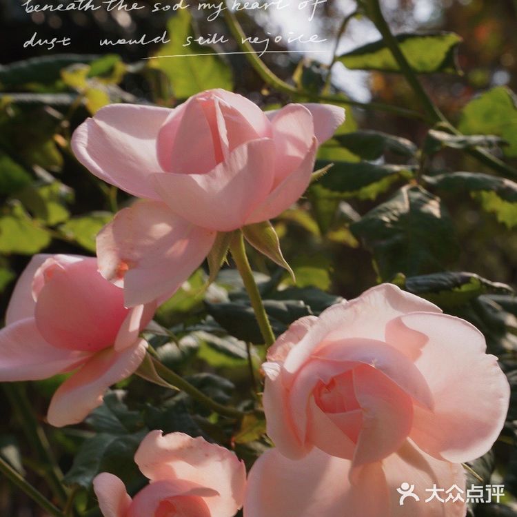 深圳花海公园⛲️|如油画般的月季花悄悄开了🌹