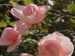 -人民公园(罗湖区)