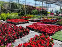 -龙大花卉苗木市场