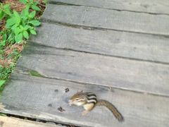 -五营红松林海景区