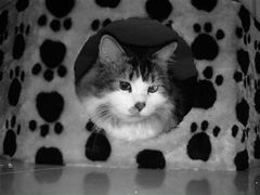 -彩虹桥宠物火化殡葬善终服务(金乐大厦店)