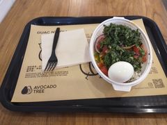-油梨树 AVOCADO TREE(亮马桥店)