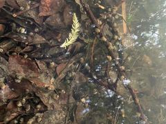 -梁鸿国家湿地公园