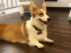 -柯斗斗主题餐厅·狗咖·围炉煮茶·茶饮(国瑞升平里店)