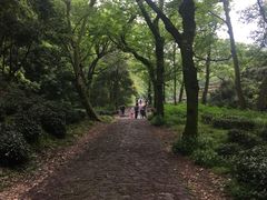 -龙井村