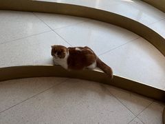 -飞行喵MR PILOT|猫舍·猫咖(静安大融城店)