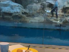 -帝企鹅自助餐厅•儿童岛•真企鹅(长隆企鹅酒店)