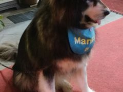 -more than meow吴止猫主题餐厅(承德 中船汇店)