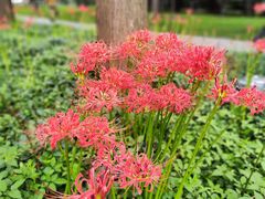 -新虹桥中心花园
