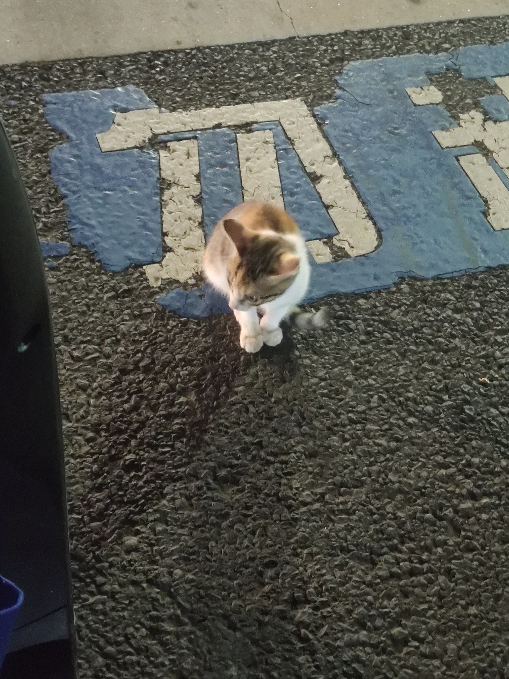 马路上刷新了一只小猫