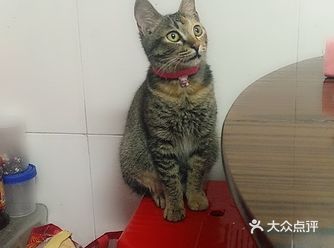 它拿手来打我还挺喜欢给它拍照片拍照的！