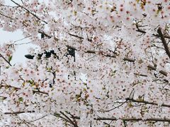 -径山花海