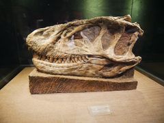 -自贡恐龙博物馆