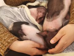 -浣熊柯尔鸭土拨鼠·电玩咖