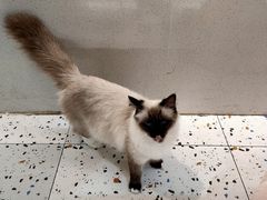 -喵喵咪呀布偶猫咖(春熙路店)