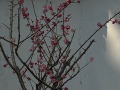 -无锡梅园公园