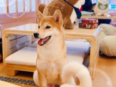 -豆柴町-柴犬主题狗咖(红鼎国际C座店)
