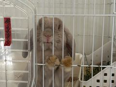 -爱侣宠医·鹦鹉专科·小型哺乳类·异宠专科(灵石路店)