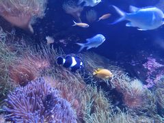-悉尼海洋生物水族馆