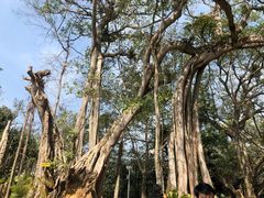 -瑞丽独树成林风景区