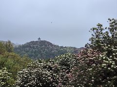 -贵州百里杜鹃风景名胜区