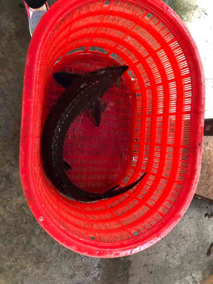 巴适得板冷水鱼庄-"大赞的冷水鱼!难怪附近排名第一!老板就是.