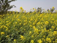 -古柏渡飞黄旅游区