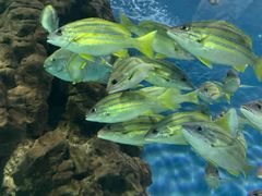 -上海海洋水族馆