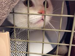 -瑞派康怡24h宠物医院·犬猫医疗中心·微创绝育(瑞景分院)