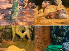 -海南热带野生动植物园