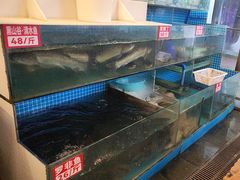 -费明中罗非鱼(大石坝店)