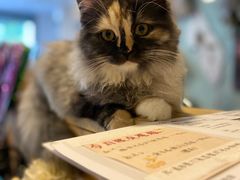 -平行世界·猫咖(首经贸店)