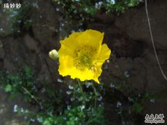 -白草畔自然风景区