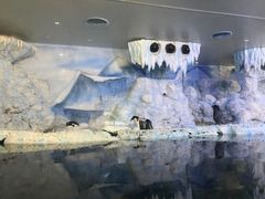 -富国岛珍珠游乐园