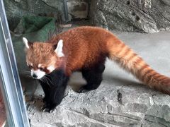 -绿色星球动物主题公园