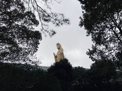 -紫竹林