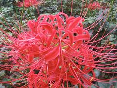 -新虹桥中心花园