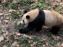 -都江堰中华大熊猫苑
