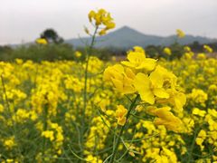 -天王浮山樱花园